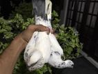 Pigeons