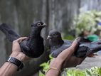 Pigeons