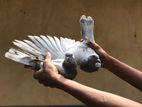 Pigeons