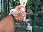 Pigeon
