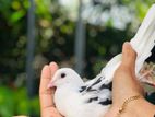 Pigeons