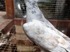 Pigeons