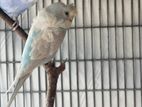 Hagoromo Helicopter Bird