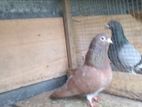 Holland Pigeon