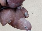 Pigeons