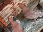 Pigeon
