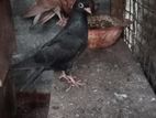 Holand Pigeon