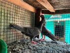 Holland Pigeon
