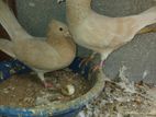 Holand Pigeon