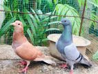 Holand Pigeon