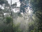 Holiday bungalow forest view point