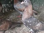 Holland Pigeon