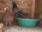 Holland Pigeon Pair