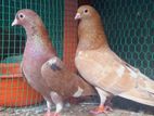 Holland Pigeons