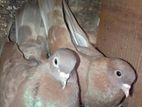 Pigeons