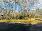 Homagama Beruketiya Land Plots for Sale Prime