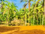 Homagama - Thalagala New Land For Sale 10P