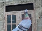 Homar Pigeon (Female)