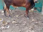 Farm Cow