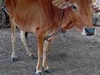 Home Cow