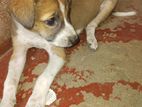 Dog for Kind Home