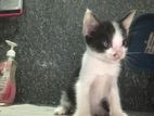 Kitten for A Kind Home