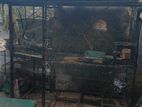 Birds Cage