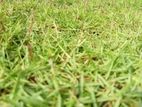 Garden Grass