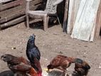 Farm Hens