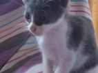 Kitten for Kind Home