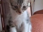 Kittens for Kind Home