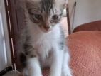 Kittens for Kind Home