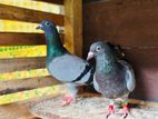 Homer Pigeon
