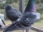 Pigeons