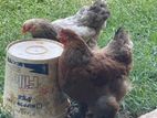 Farm Chicken