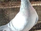 Pigeon