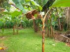 හෝමාගම ඉඩමක් විකිණීමට / Land for Sale near Homagama