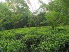 Horana : 50 Acer Tea And Rubber Estate for Sale at Ingiriya