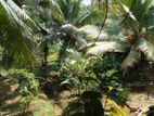 Horana 82P Coconut Cultivated Land with House for Sale
