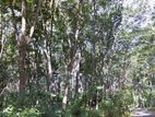 Horana Ampitigala 120 Perches for Sale
