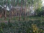 Horana Ampitigala Bare Land for Sale