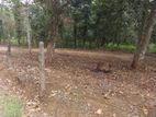 Horana Ballapitiya Prime Land For Sale (3 Nos 15 Perch Blocks)