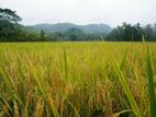 Horana, Face to Paddy field 60 perches land for sale