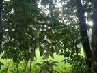 Horana, Face to Paddy Field and Water Stream 80 Perches Land for Sale