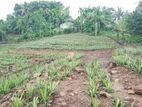 Horana, Handapangoda 1 Acre Land for Sale