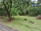 Horana Land For Sale