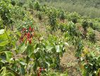 Horana Madurawala , Excellent Cinnamon Grove For Sale
