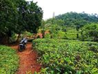 Horana Madurawala Valuable Cinnamon Grove Land For Sale