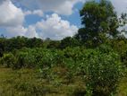 Horana Millaniya 3 Acres Land for Sale