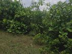Horana - Poruwadanda 262 Perches of Land for Sale